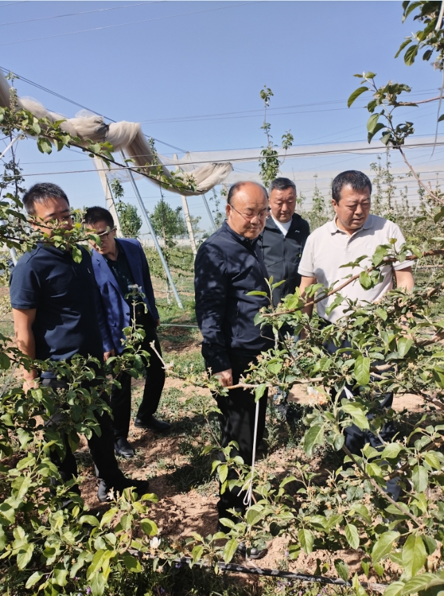 2025年5月8日果業(yè)中心領(lǐng)導(dǎo)來園區(qū)查看蘋果受雹災(zāi)迫害情況