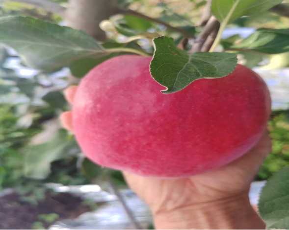 <strong>秋日果園里的甜蜜豐收?</strong>